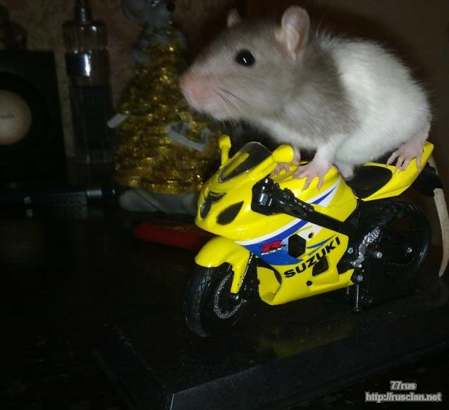 zoom
