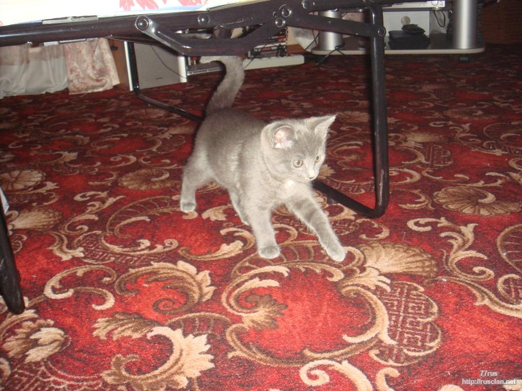 zoom