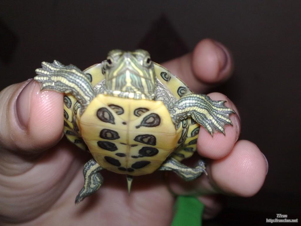 zoom
